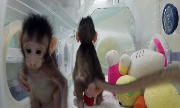 Da Dolly alle scimmie: ora l’embrione umano?