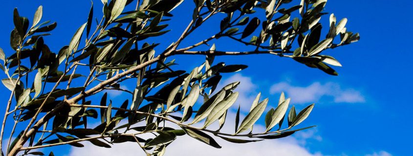 Vangelo del 25 marzo 2018 – Domenica delle Palme