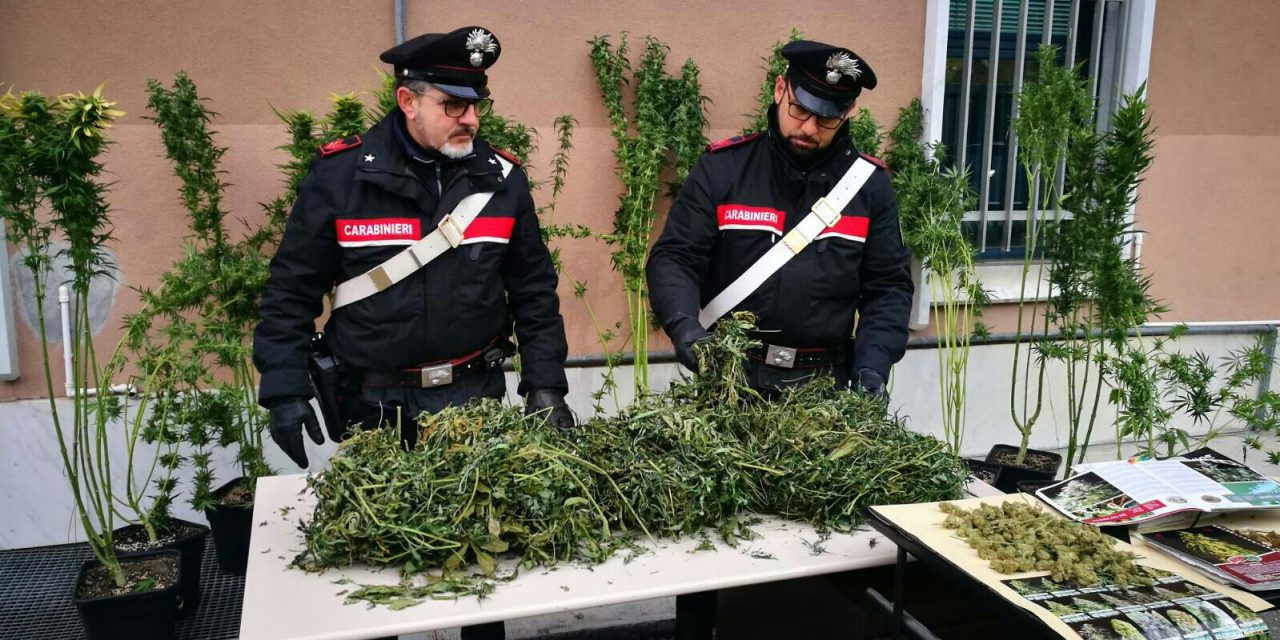 Coltiva la cannabis in casa. Denunciato dai CC a Rueglio