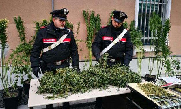 Coltiva la cannabis in casa. Denunciato dai CC a Rueglio