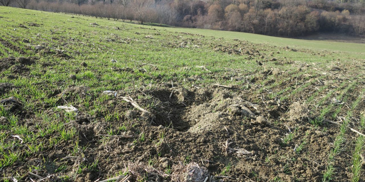 Il 15 aprile si apre la caccia di selezione al cinghiale