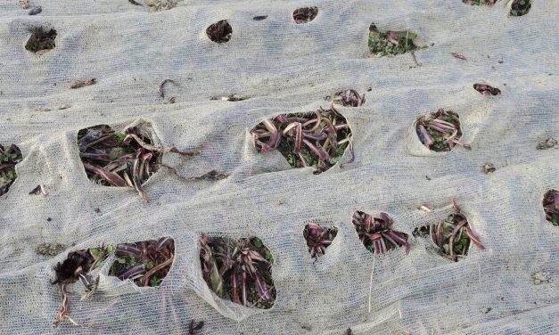 Emergenza cinghiali: a forte rischio le semine anche in Canavese