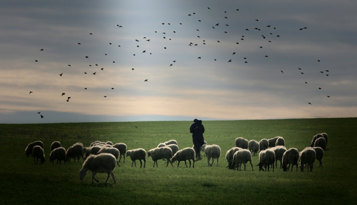 Vangelo della domenica: Il buon pastore dà la propria vita per le sue pecore