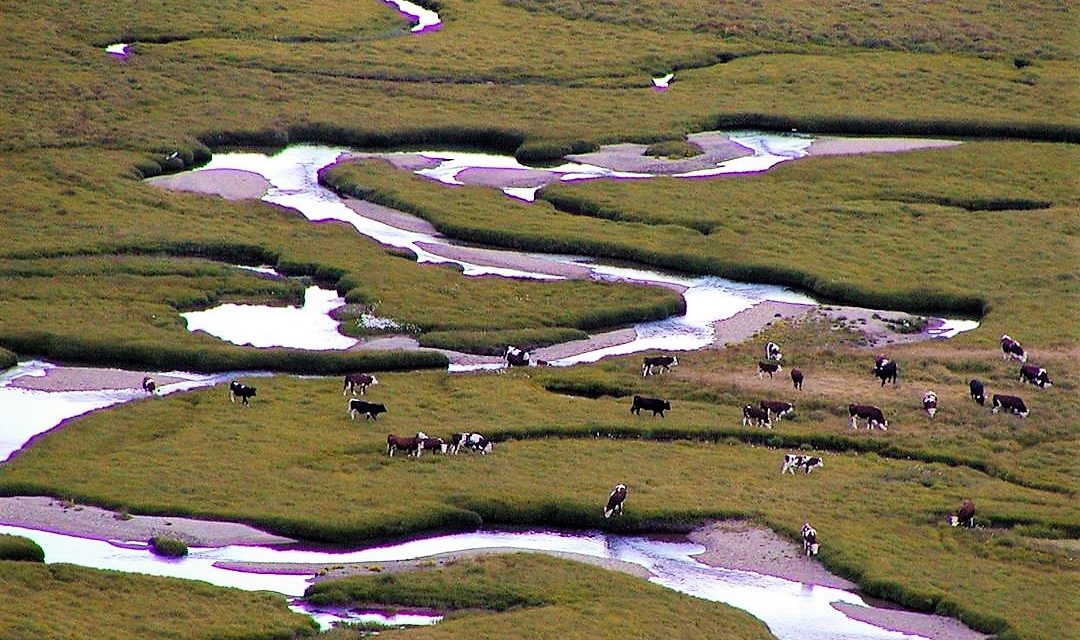 Sopravviveranno i pascoli del Parco Nazionale Gran Paradiso?