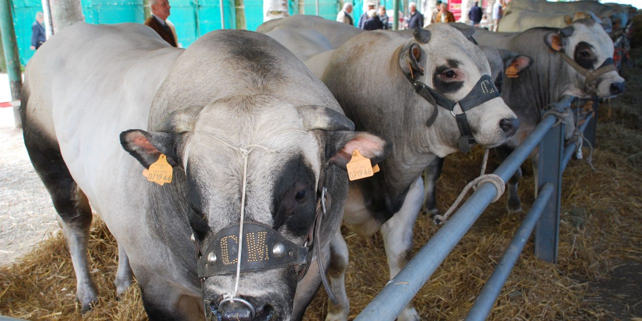 Cavour, torna la carne di razza piemontese (e non solo)