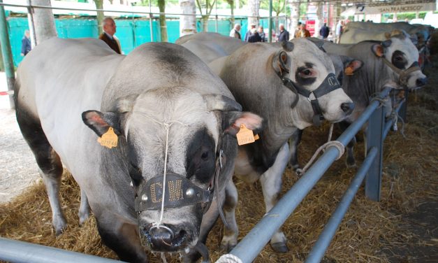 Cavour, torna la carne di razza piemontese (e non solo)