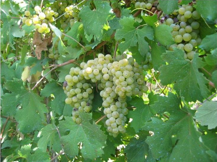 Vangelo della Domenica: Chi rimane in me ed io in lui fa molto frutto
