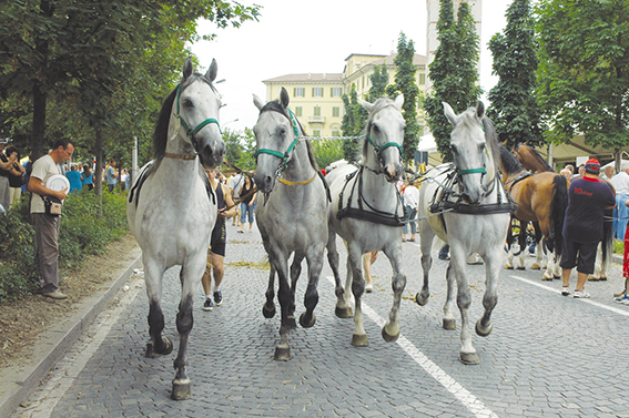 Galletto, San Savino: la ‘Gabrielli’ ci ha già fatto spendere 11 mila euro in più