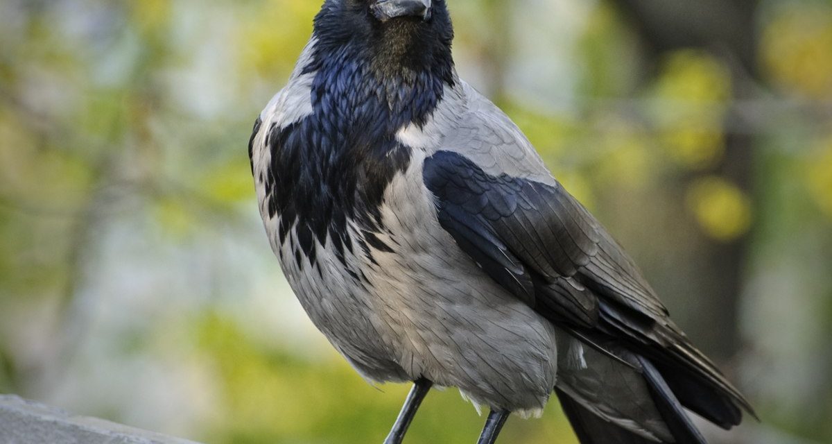 Perché le cornacchie attaccano l’uomo? Risponde il Servizio Tutela Fauna e Flora di Città Metropolitana