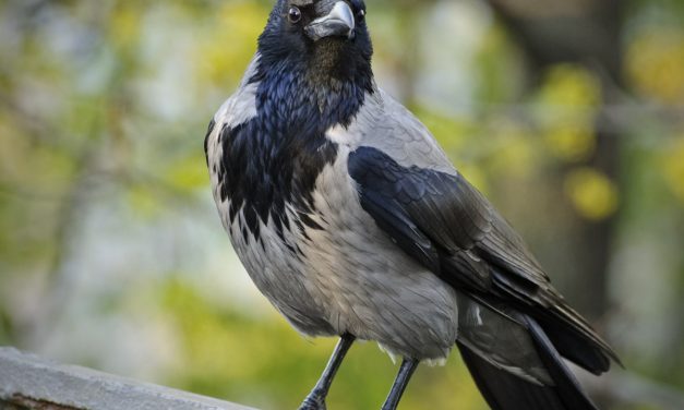 Perché le cornacchie attaccano l’uomo? Risponde il Servizio Tutela Fauna e Flora di Città Metropolitana