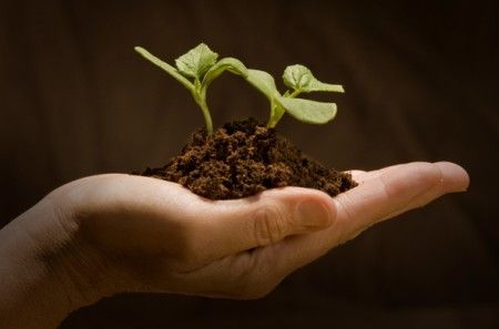 Vangelo di domenica 17 giugno. È il più piccolo di tutti i semi, ma diventa più grande di tutte le piante dell’orto