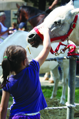 L’irresistibile fascino (e il potere tarapeutico) del cavallo