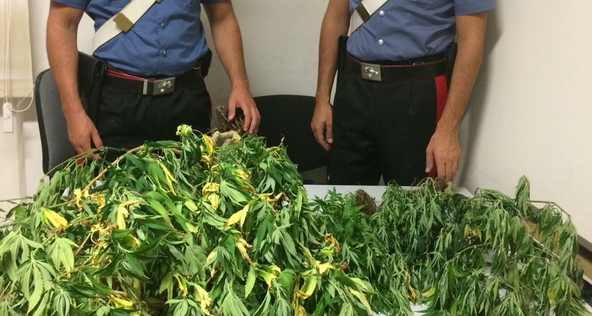 Ozegna: i CC scoprono una mini-piantagione di cannabis in casa. Denunciato