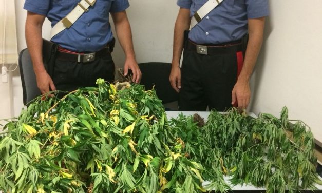 Ozegna: i CC scoprono una mini-piantagione di cannabis in casa. Denunciato