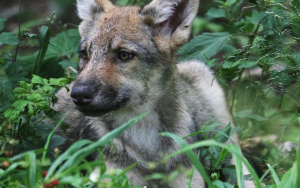 Tra cane e lupo: problematiche, sicurezza e prevenzione