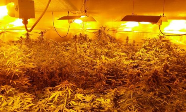 Accudiva la marijuana in casa con musica classica e reggae