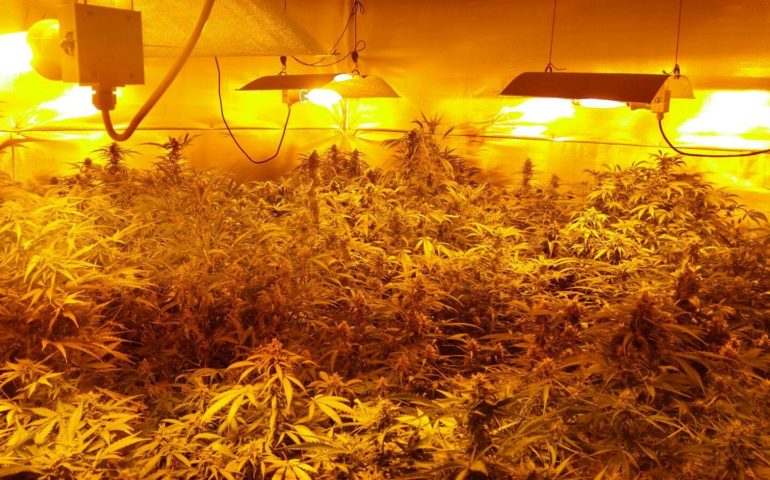 Accudiva la marijuana in casa con musica classica e reggae