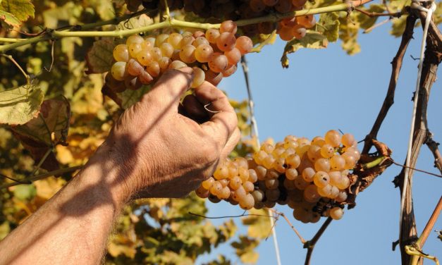 Appuntamenti di sabato 15 settembre