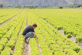 I giovani scelgono l’agricoltura; aumentano in Piemonte le aziende under 40