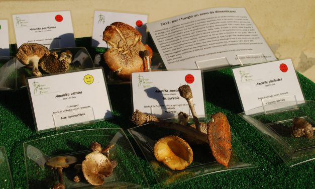 I segreti dei funghi in mostra al Borgo Medievale del Valentino