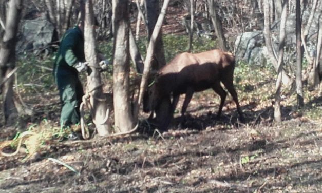 Cervo  impigliato in una rete di plastica liberato a Novalesa