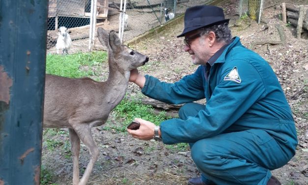 La femmina di capriolo domestica di Giaveno andrà a San Sebastiano da Po