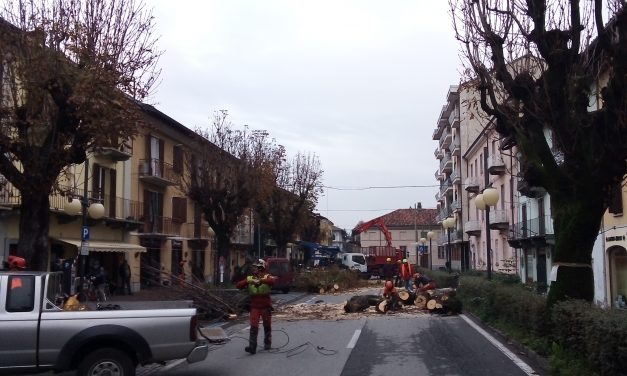 Rivarolo: tagliati gli alberi in viale Berone