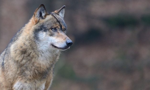 Indennizzi agli allevatori: pronto il programma della Regione per il risarcimento dei danni causati dai lupi