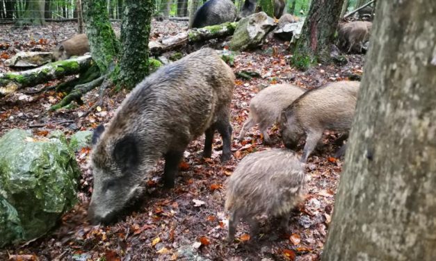 Emergenza cinghiali, Uncem: sono troppi