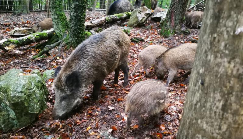 Emergenza cinghiali, Uncem: sono troppi