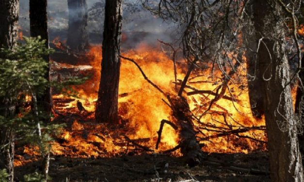 Gli incendi boschivi continuano a preoccupare l’Amministrazione Regionale