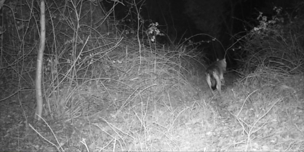 La presenza del lupo nelle colline del Chivassese e dell’alto Astigiano