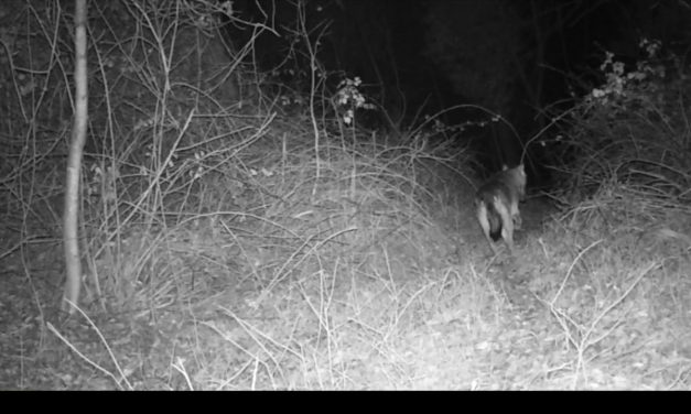 La presenza del lupo nelle colline del Chivassese e dell’alto Astigiano