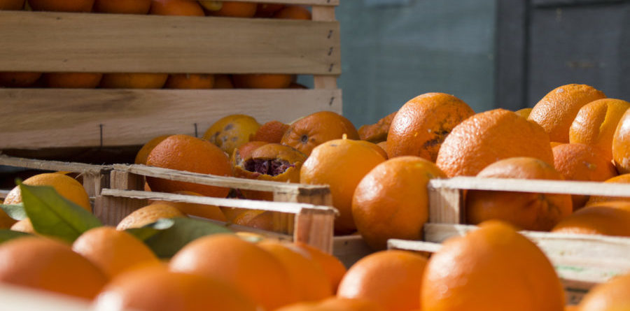 Coldiretti Piemonte: contrastare le agromafie e i reati alimentari