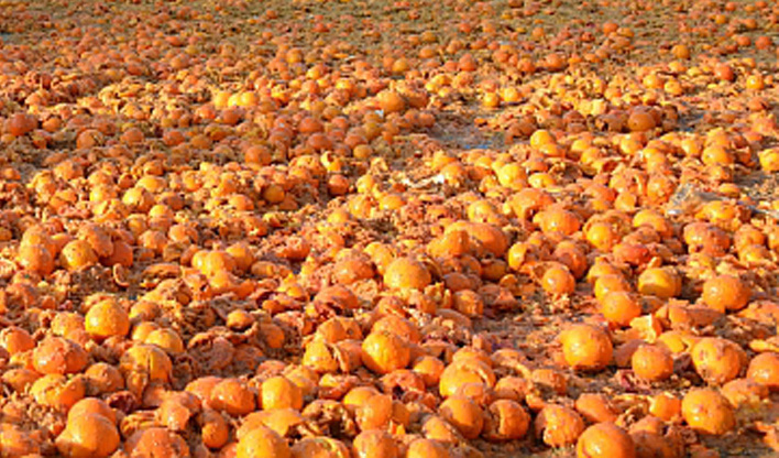 Le arance del carnevale diventano concimi