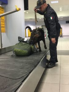 Aeroporto Caselle: 2 sacchetti di foglie di coca nel trolley: “le utilizzo per farmi le tisane”.