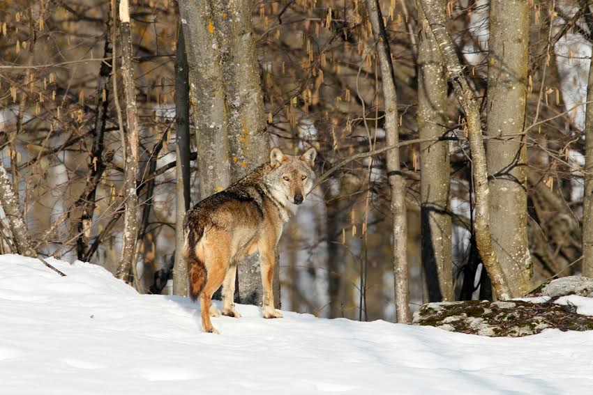 Predazioni del lupo: il Consiglio Metropolitano chiede il sostegno della Regione