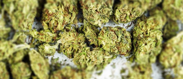 Sequestrata dalla Polizia mezza tonnellata di marijuana