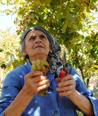 Festa dell’uva Erbaluce; tra leggenda e realtà della vitivinicoltura canavesana
