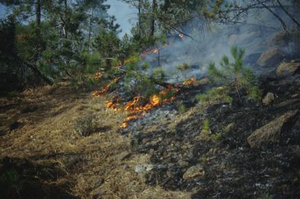 Città Metropolitana, appello ai cittadini delle aree rurali: “Non bruciate sterpaglie e scarti vegetali: inquinano e possono provocare incendi”