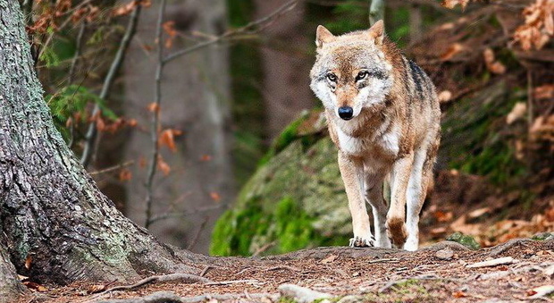300 mila euro dalla Regione agli allevatori piemontesi per l’indennizzo dei danni causati dai lupi