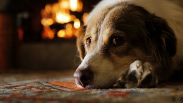 La nuova vita di “Penny cane”