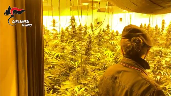 Carabinieri sequestrano casolare adibito a serra per la coltivazione della marijuana, con all’interno circa 600 piante di cannabis