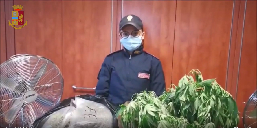 Bosconero: mega serra in appartamento. Sequestrate 533 piante di marijuana e oltre 17 chili di sostanza vegetale