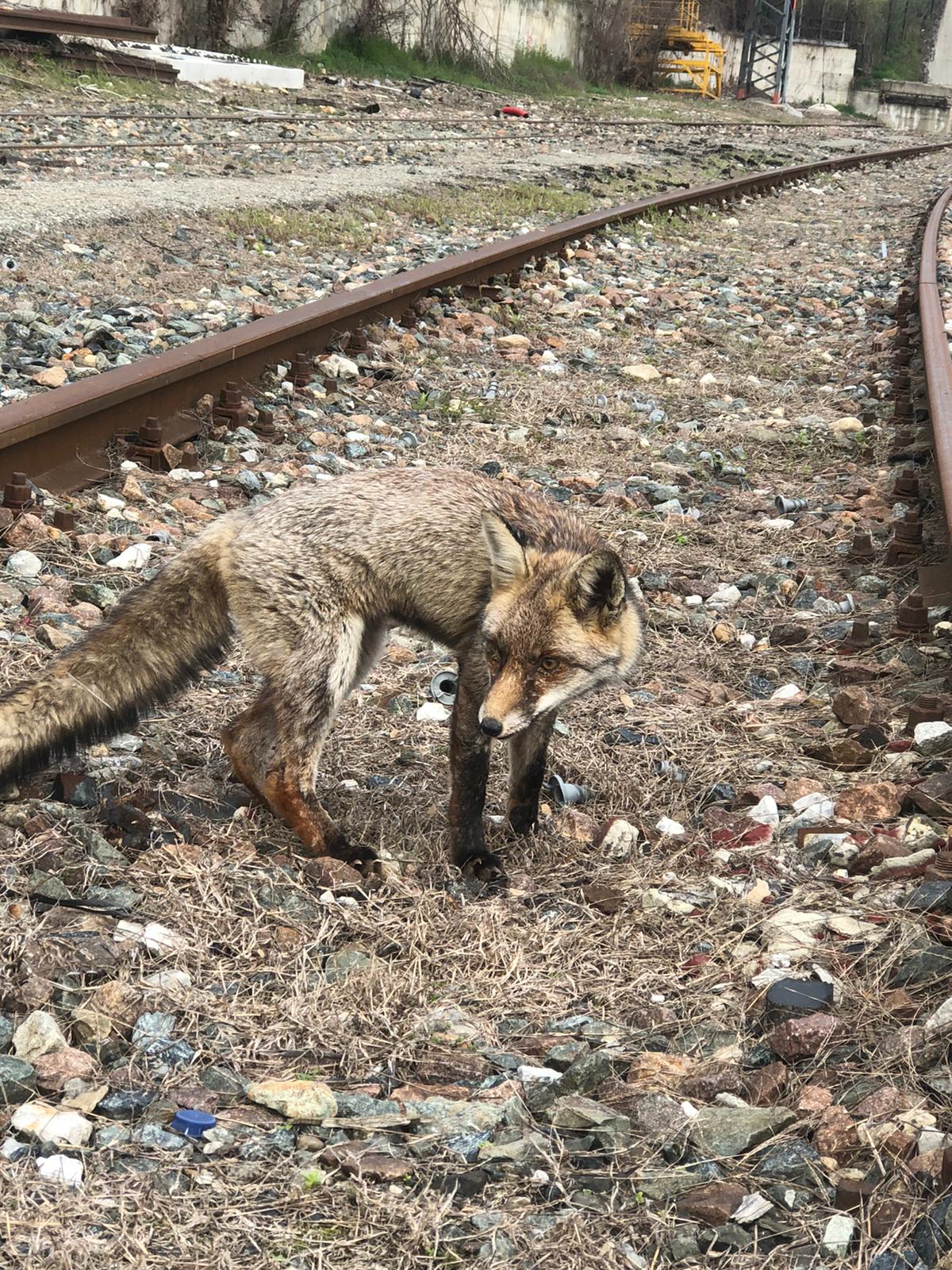Una volpe in cattive condizioni recuperata tra i binari della stazione di Chivasso.