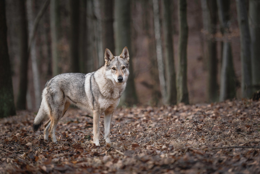 Bando regionale a favore degli allevatori piemontesi per i sistemi di protezione da lupi