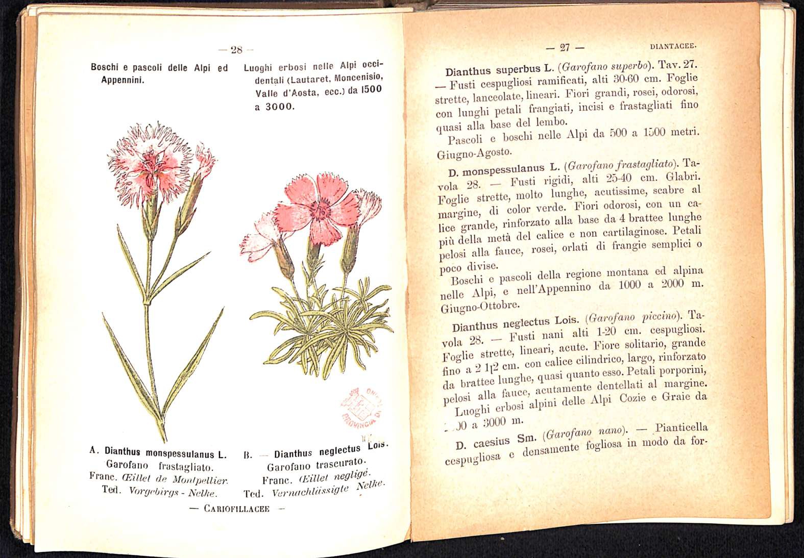 Flora alpina tascabile: digitalizzato il volume del 1907 custodito nella Biblioteca di Palazzo Cisterna