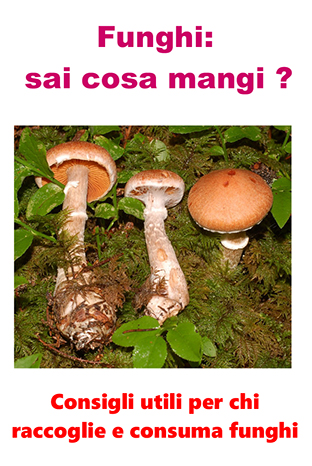 ASL TO4. Il Centro di controllo micologico è a disposizione dei cittadini per il riconoscimento dei funghi