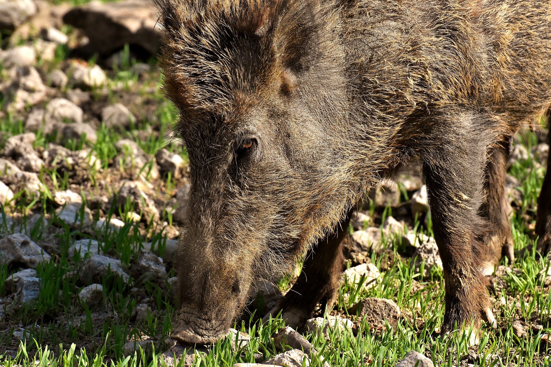 Peste suina Piemonte, allargata la zona infetta