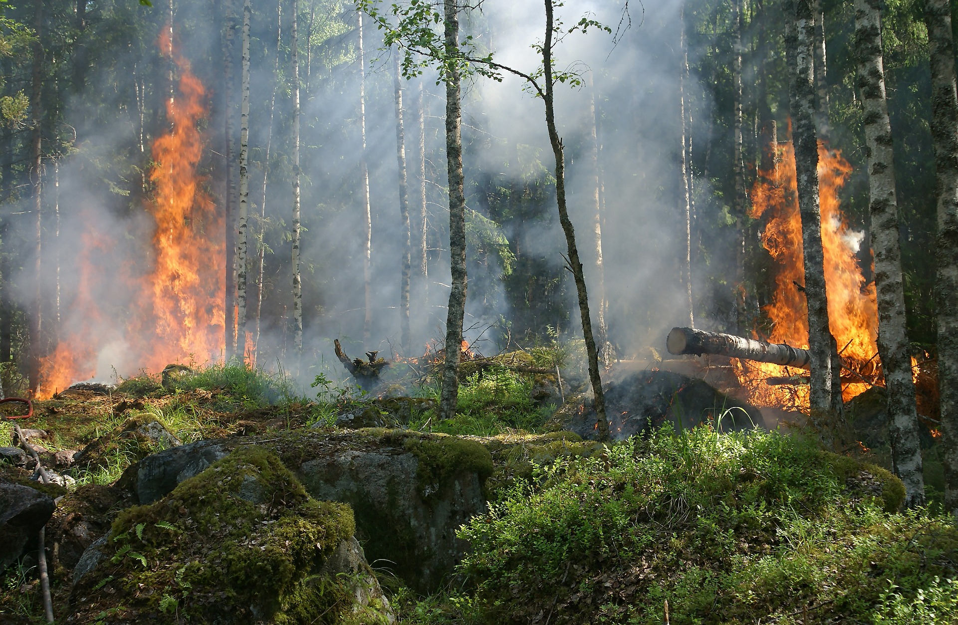Incendi boschivi, Piemonte: la Regione revoca lo stato di massima pericolosità